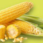 Is corn bad for diabetics?